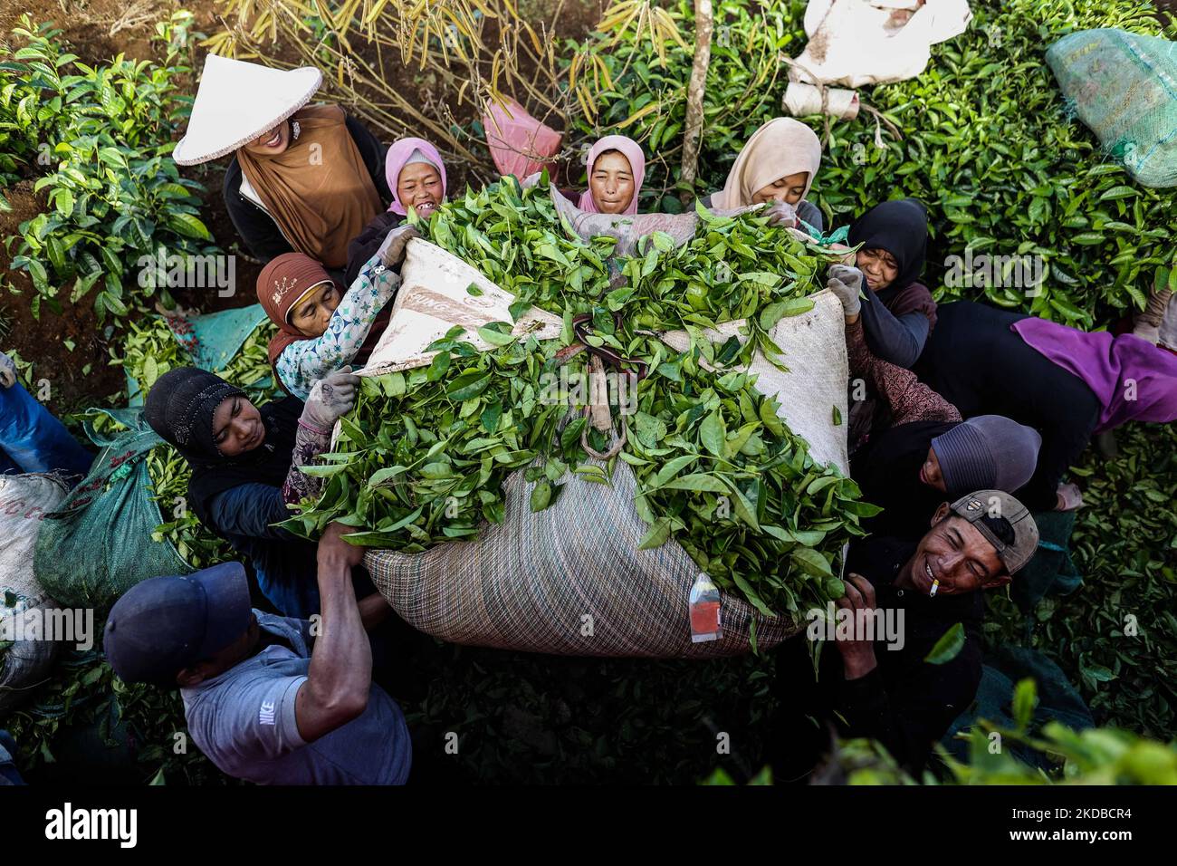 Farmers load tea leaves onto a truck to be taken to the factory at a