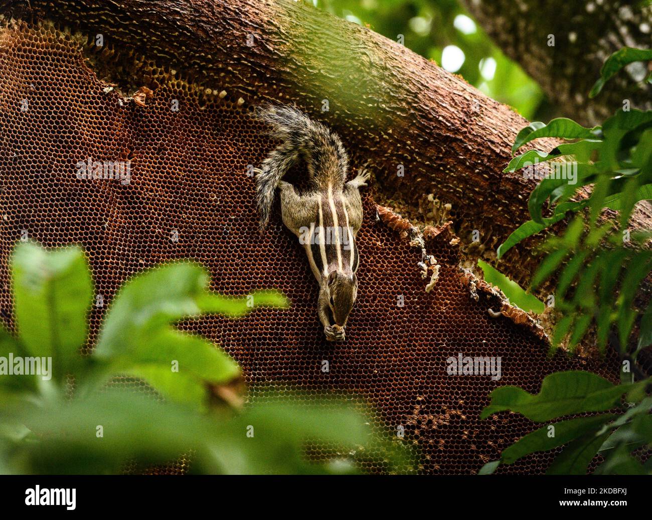 Squirrel Insect A five-striped palm squirrel (Funambulus pennantii) is chewing an ...