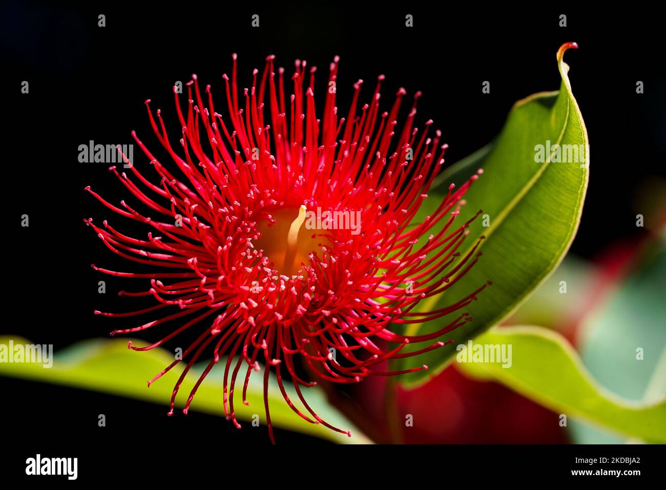 A closeup shot of a red tropical flower on the yellow gum tree (Eucalyptus leucoxylon) Stock Photo