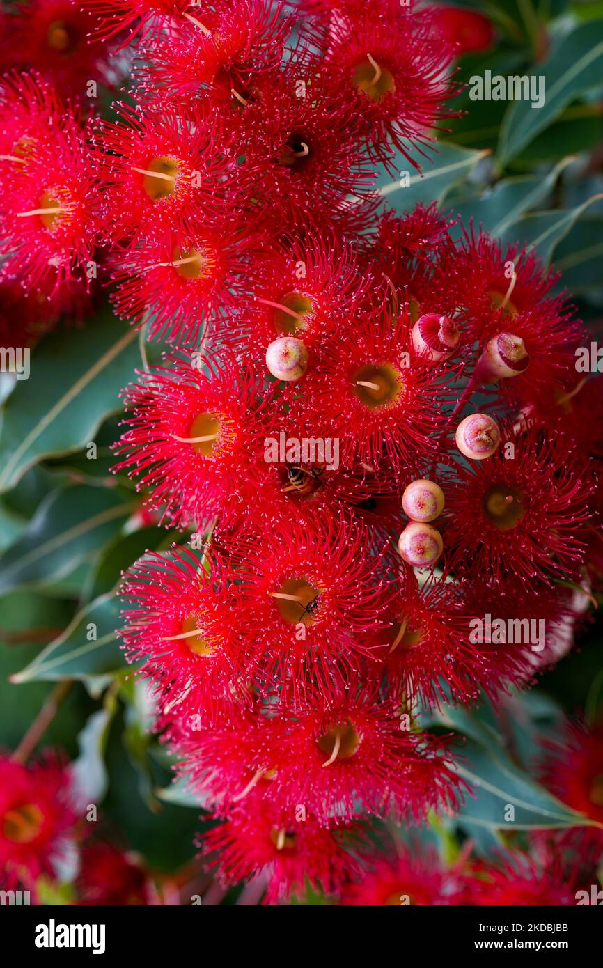 A vertical closeup shot of a red tropical flower on the yellow gum tree (Eucalyptus leucoxylon) Stock Photo