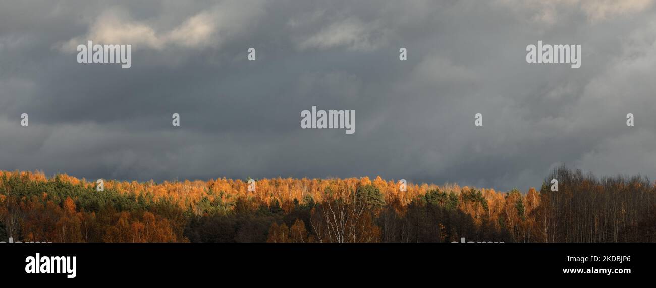 Beautiful autumn forest landscape. Colourful trees in the wood Stock ...