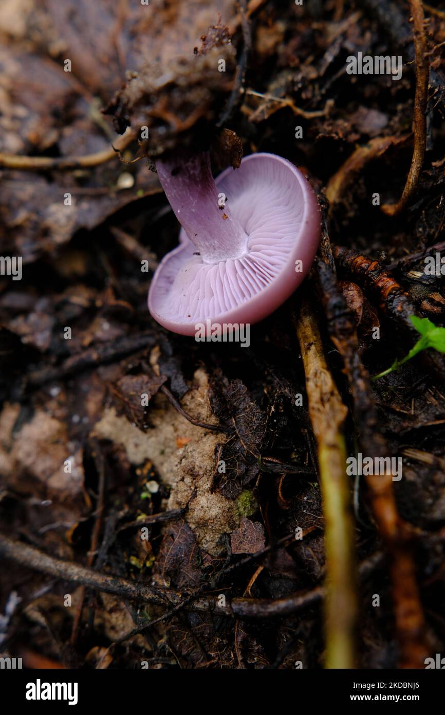 Amazing edible mushroom Lepista nuda commonly known as wood blewit in autumn forest. Ukraine, Europe Stock Photo