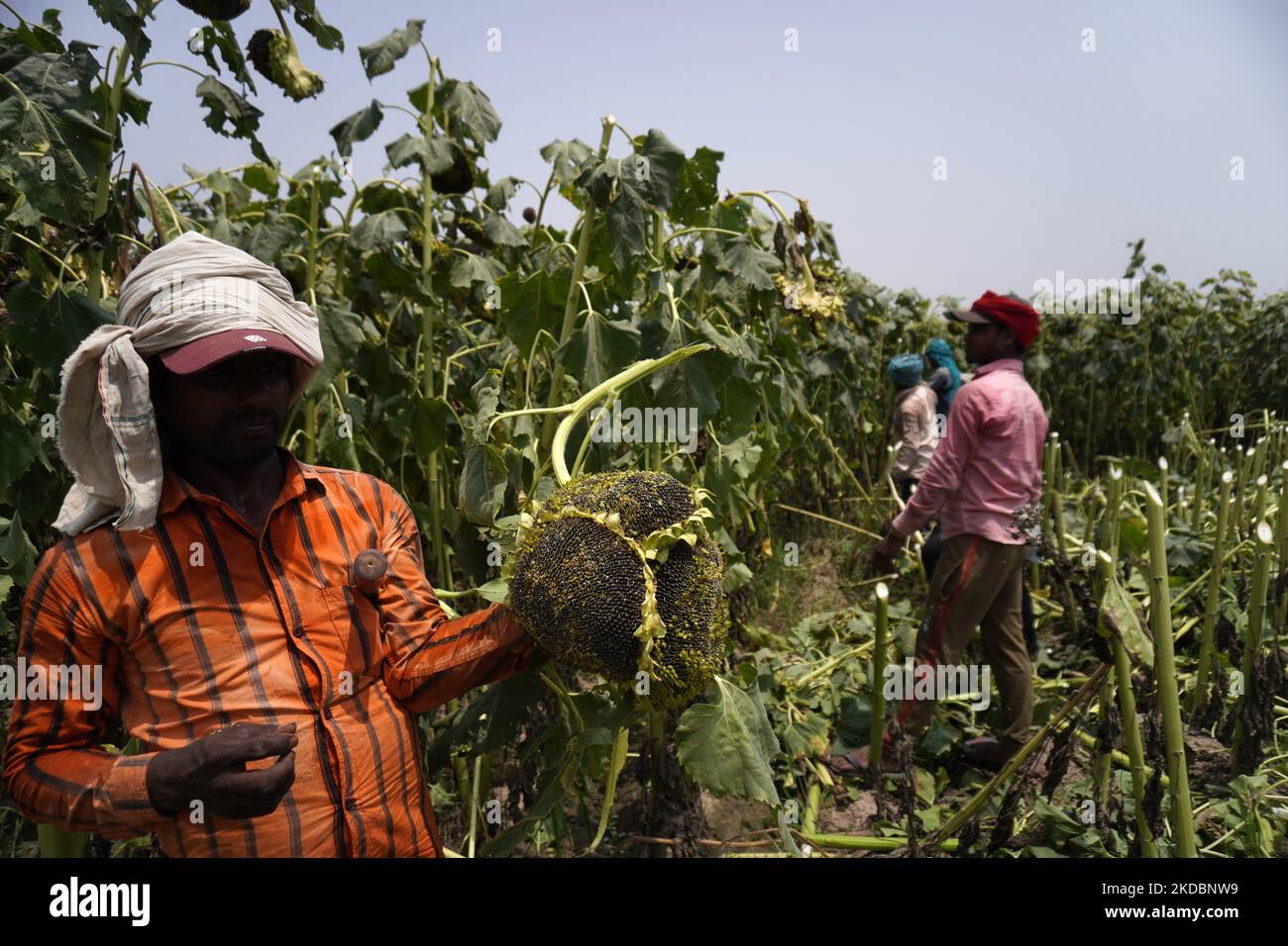 Indonesia palm oil ban hires stock photography and images Alamy