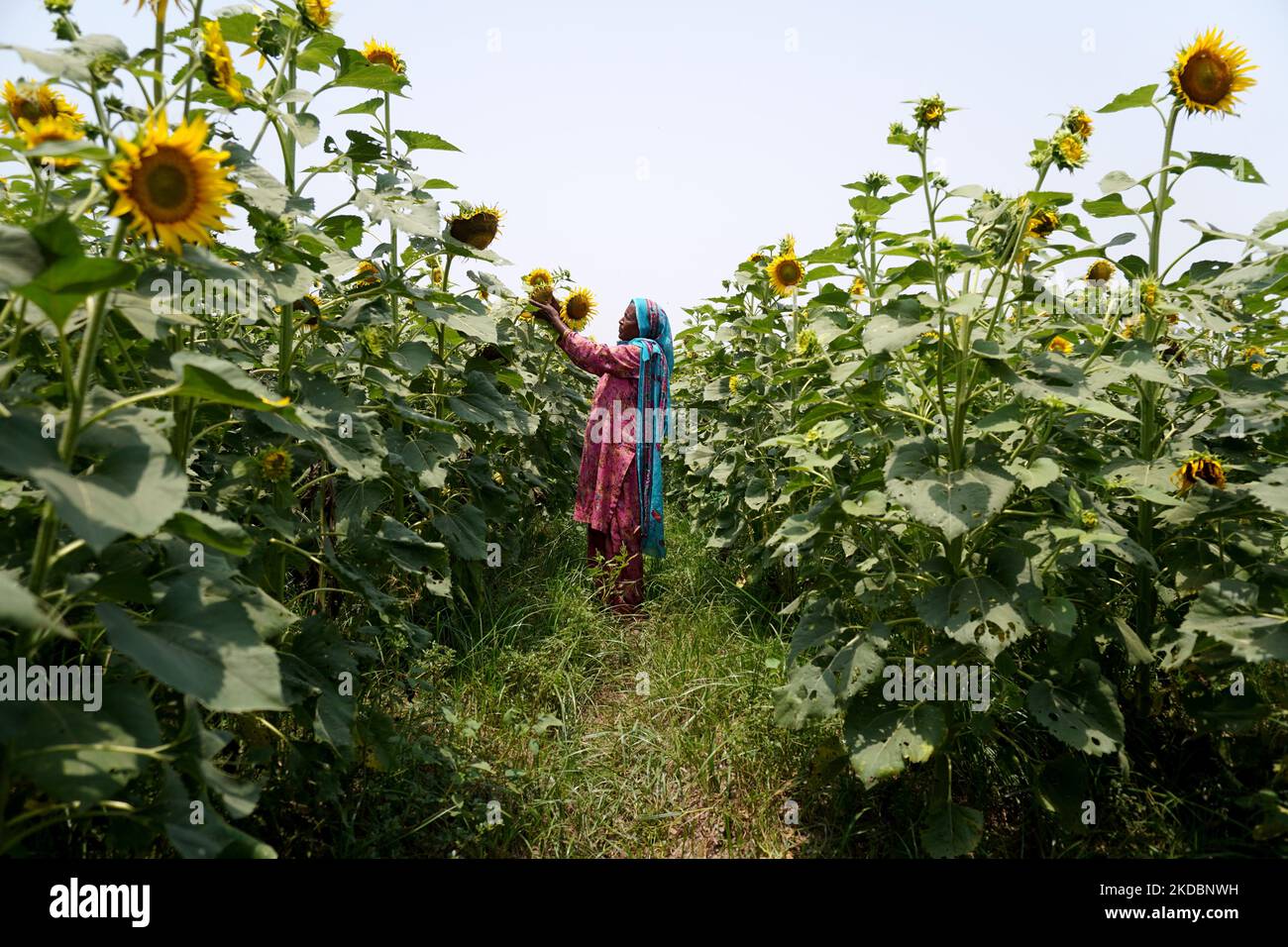 Indonesia palm oil ban hires stock photography and images Alamy