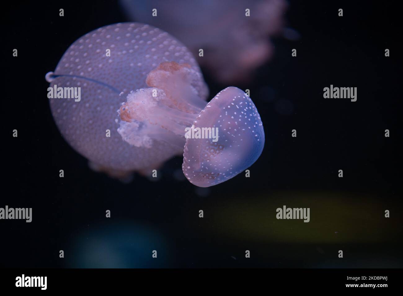 A closeup of Phyllorhiza punctata, also known as the floating bell ...