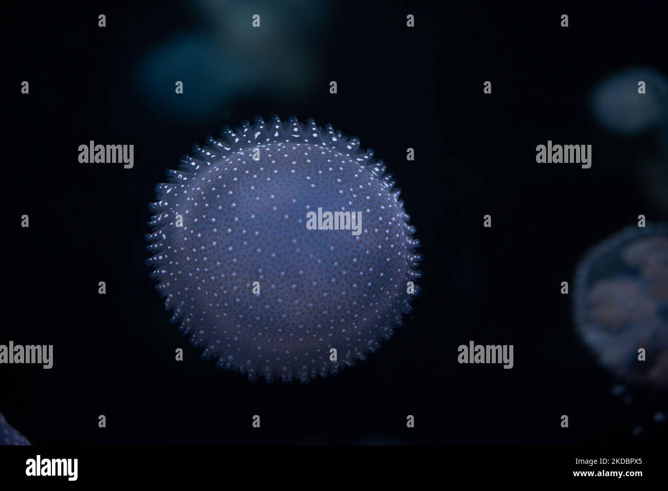 A closeup of Phyllorhiza punctata, also known as the floating bell ...