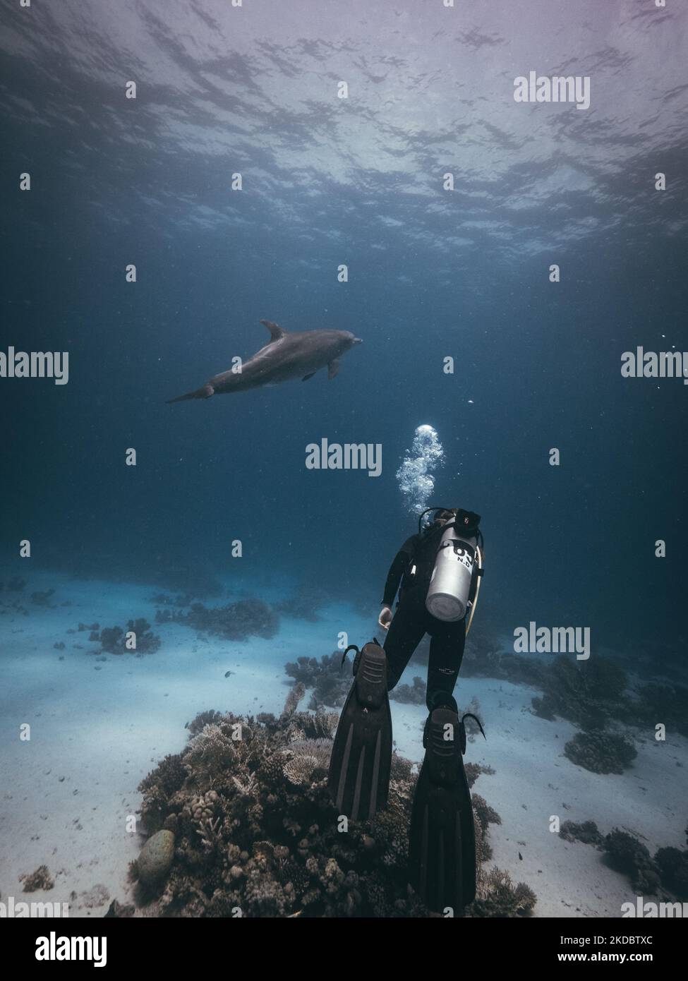 A scuba diver exploring the blue mysterious coral reef with a dolphin ...