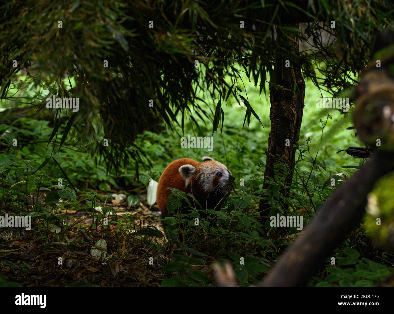 The Red panda (Ailurus fulgens), also known as the lesser panda, is an