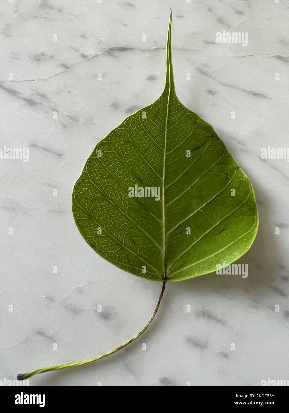 Peepal leaf on a marble background in Agra, Uttar Pradesh, India, on May 07, 2022. (Photo by Creative Touch Imaging Ltd./NurPhoto) Stock Photo