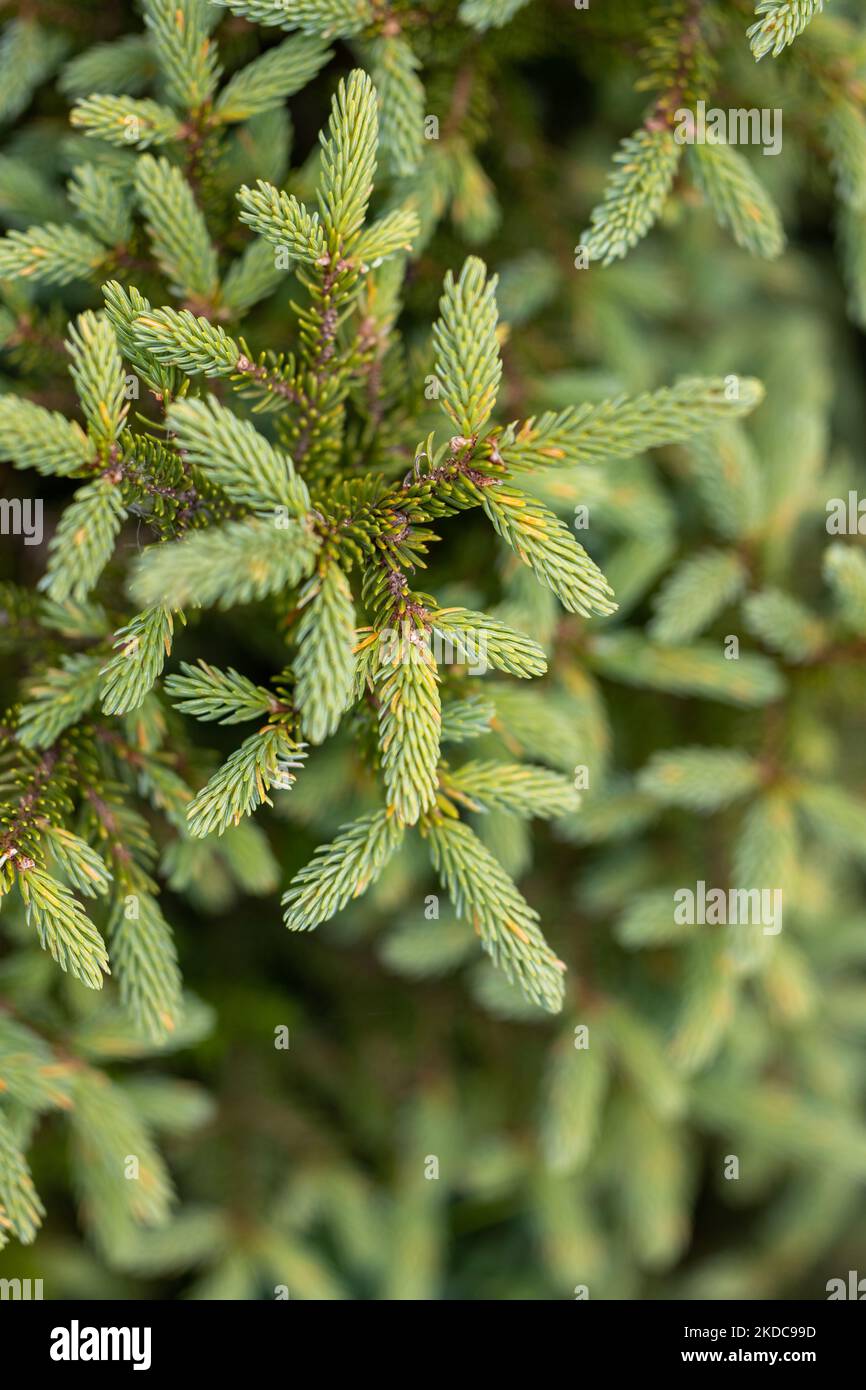 A vertical closeup of pine tree branches outdoors Stock Photo - Alamy