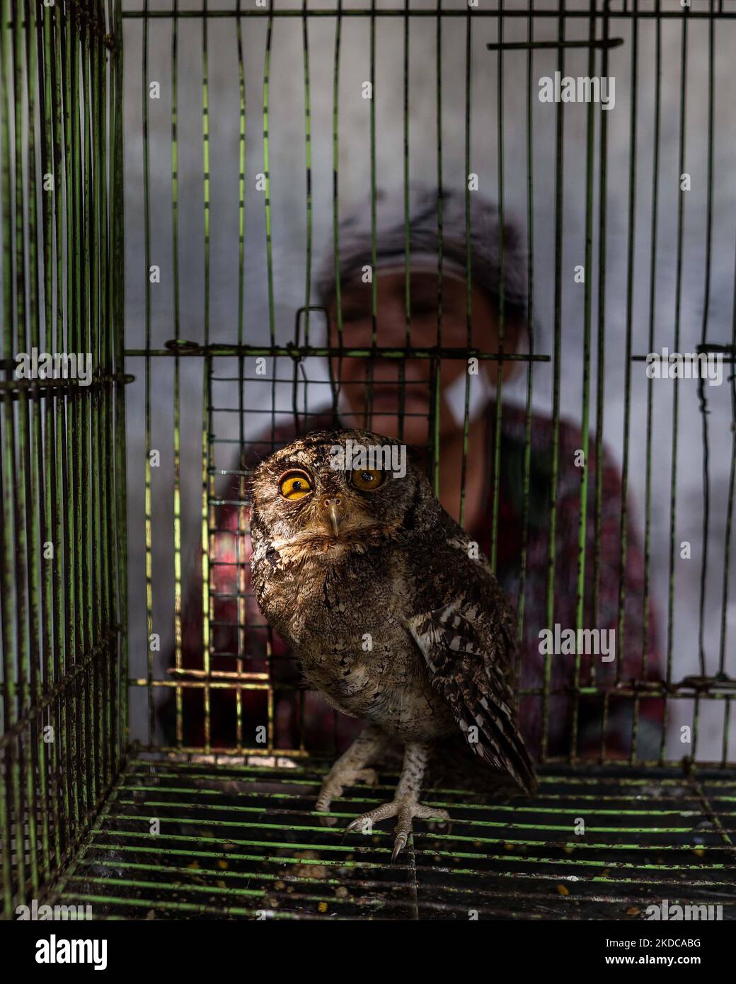 Owl in a cage hi res stock photography and images Page 2 Alamy