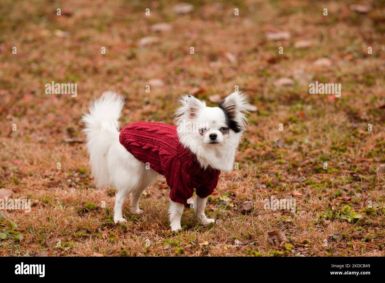 Beautiful long hair Chihuahua with a red woollen sweater in the fall season. White and black longhair Chihuahua sporting a red outfit in the autumn le Stock Photo