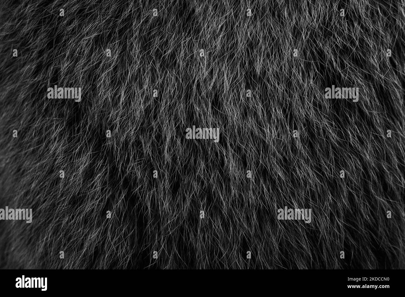 thick fur of a bear skin, processed in black in black hair