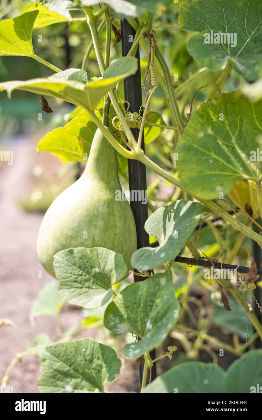 A vertical shot of the Calabash (bottle gourd Stock Photo Alamy