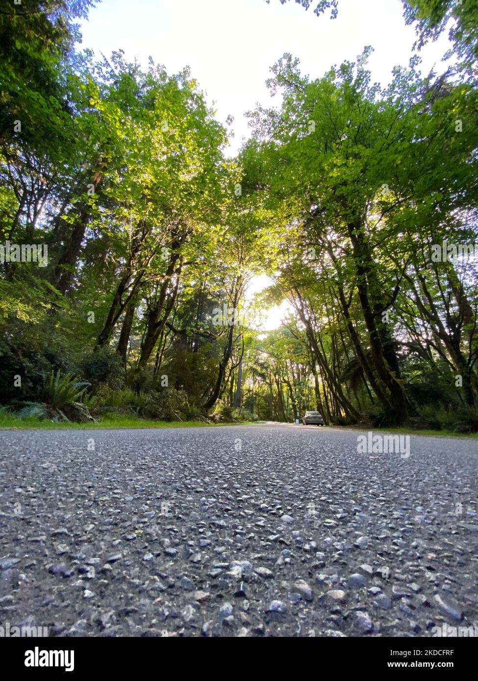 A vertical shot of a road in a forest with tall trees during the day in ...