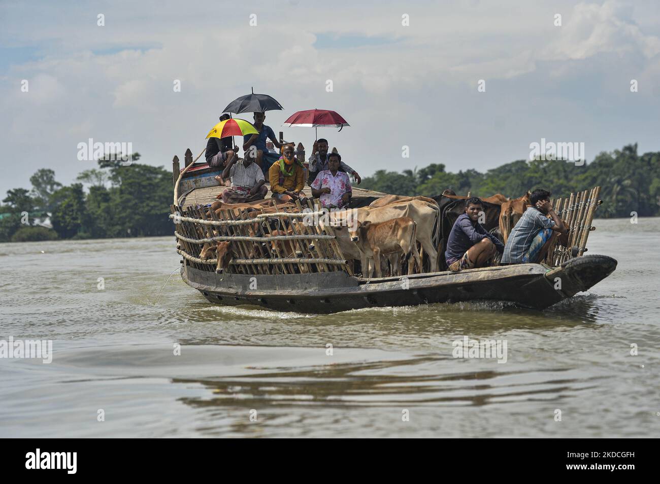 People transport their cattle’s after flash floods at in Sunamganj on June 22, 2022.The people of North-Eastern Bangladesh are experiencing the worst flooding in living memory. 94% of the Sunamganj District are submerged by floodwater. At least 26 more people have died in monsoon flooding and lightning strikes in India, as millions remained marooned in the country and neighboring Bangladesh, authorities said. (Photo by Zabed Hasnain Chowdhury/NurPhoto) Stock Photo