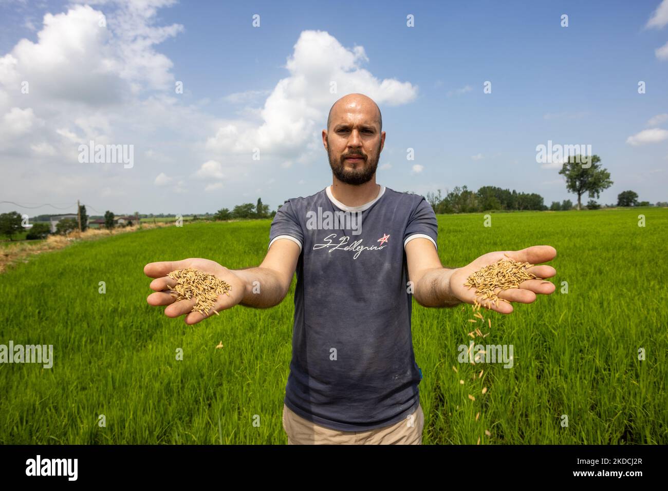Luca Rizzotti shows the rice grains as they appear as soon as they are harvested. Rice needs a lot of water for its life cycle and the area between Novara and Pavia is in serious shortage, in Novara, on June 23, 2022. Fabrizio estimates that about 50% of the harvest is compromised at a stage in which the costs are practically all already borne and this could put several producers in difficulty. The very hot days and the lack of rainfall are creating increasing difficulties for farmers and ranchers. The lack of water in the Po river basin was not found mitigated by the weak spring rains. After  Stock Photo