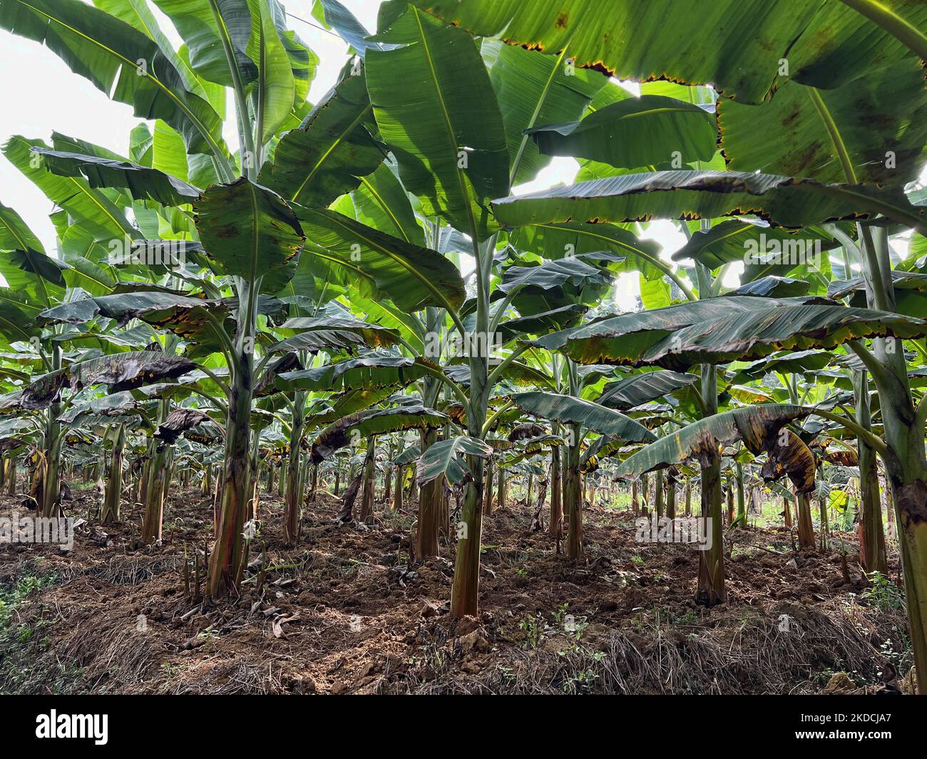 Kerala food crops hires stock photography and images Alamy