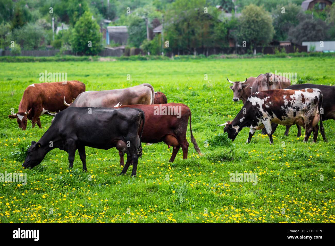 Herd of cows grazing in the field near the farm, rural landscape Stock ...