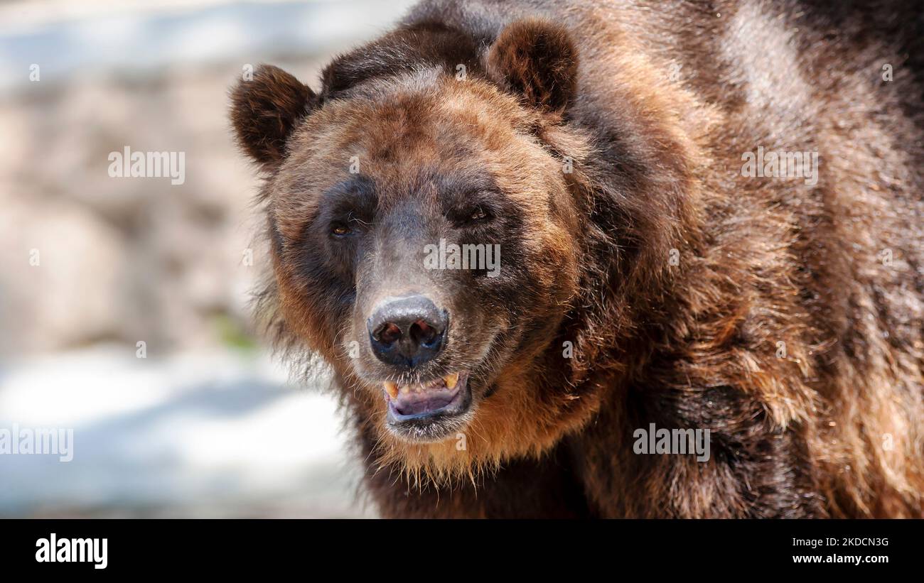 Closeup portrait of an endangered grizzly bear, Ursus arctos