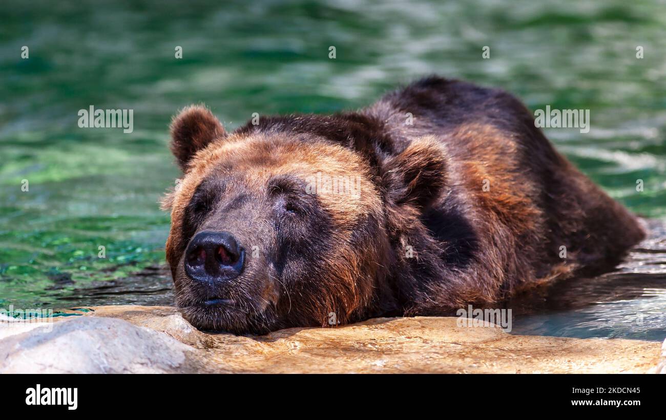 Close-up portrait of an endangered grizzly bear, Ursus arctos horribilis, also known as the North American brown bear Stock Photo