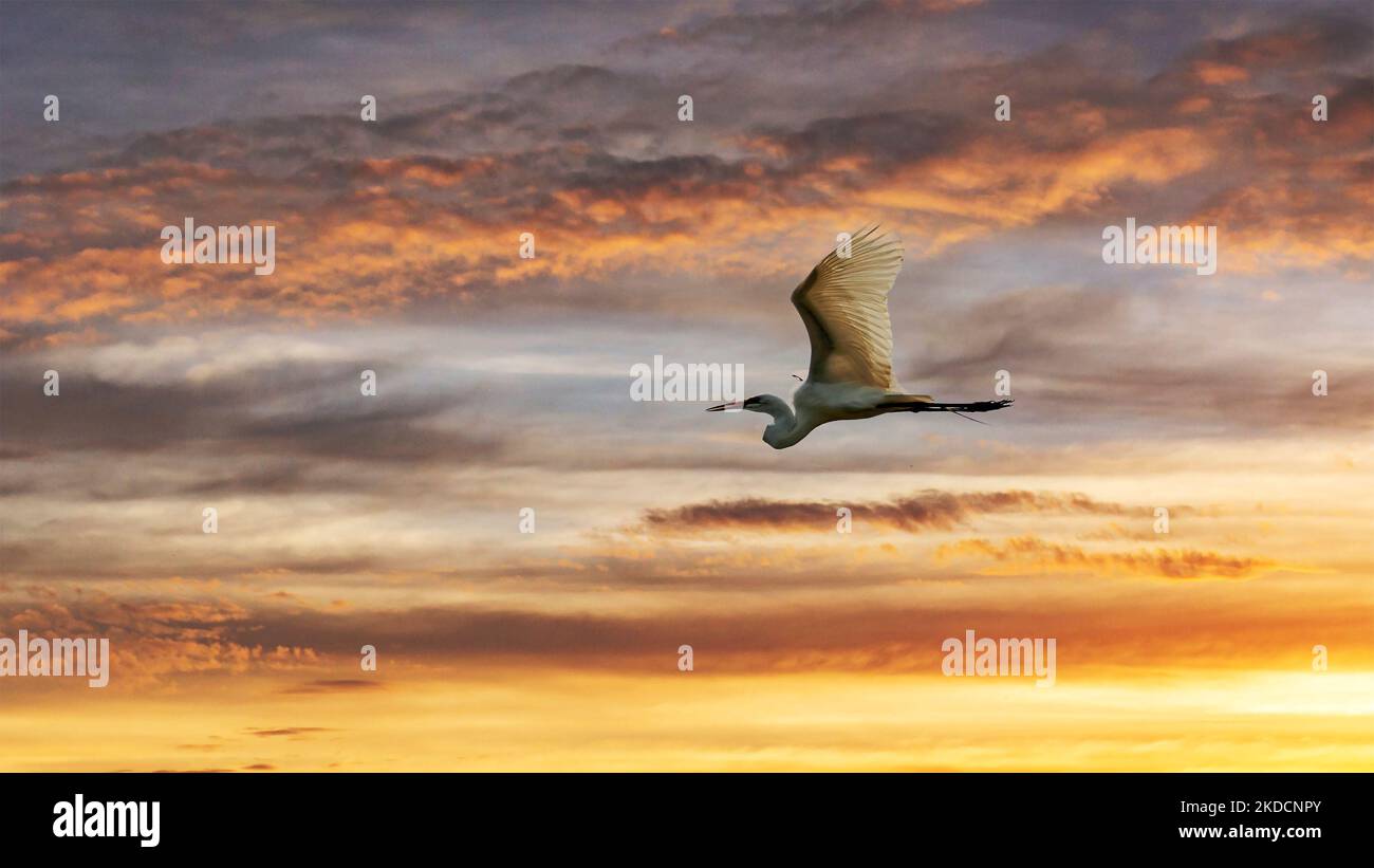 Snowy egret flying in a colorful sunset sky Stock Photo