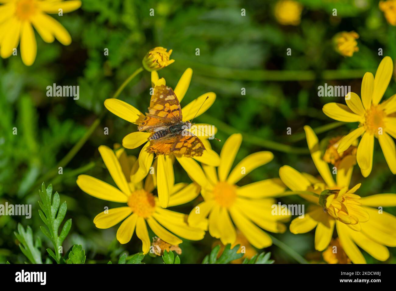 A top closeup of Vanessa carye standing on the ragwort, green, leaves blurred background Stock Photo