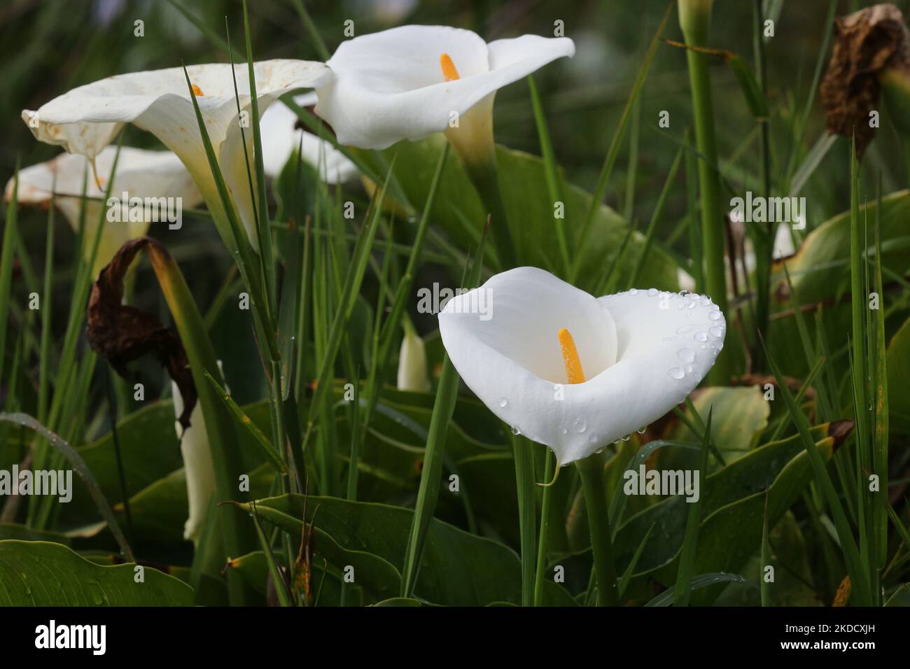 Water lilies growing along Kodaikanal Lake in Kodaikanal, Tamil Nadu