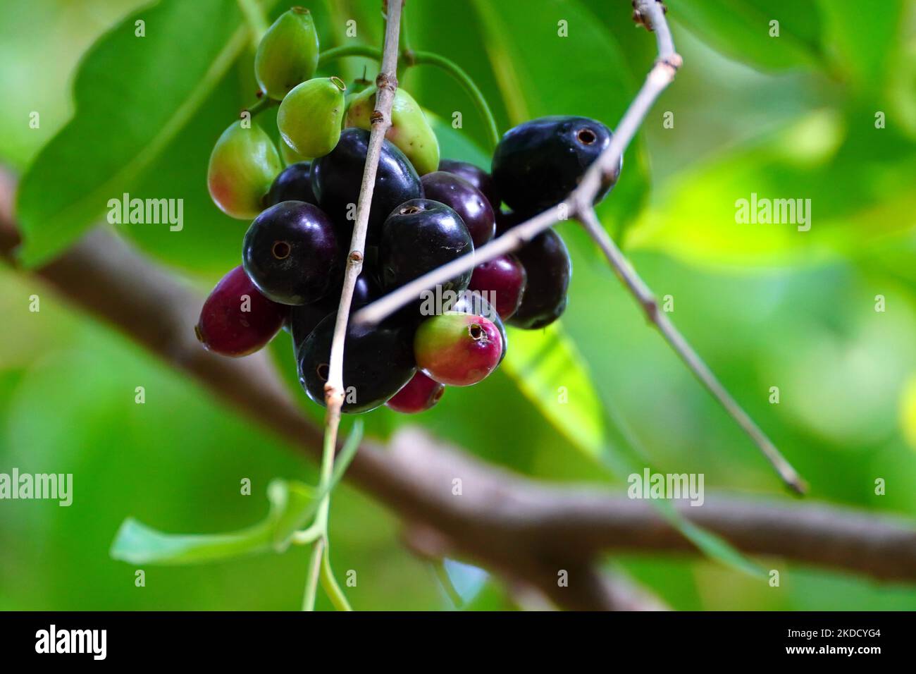 Indian Farmers Picks Jamun (Black Plums) Fruit from a farm in the