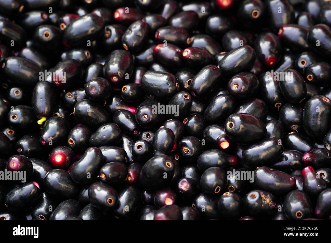 Indian Farmers Picks Jamun (Black Plums) Fruit from a farm in the Outskirts of Pushkar