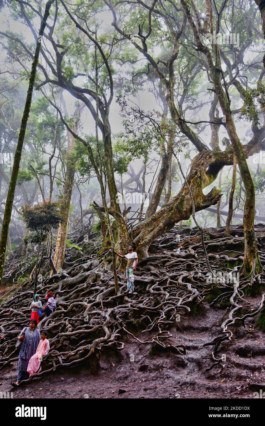 Indian tourists take selfies and climb on the exposed tree roots in the forest leading to the Guna Caves (Devils Kitchen) in Kodaikanal, Tamil Nadu, India, on May 16, 2022. Guna Caves is a series of caves and caverns as well as a sightseeing place which is famous for its 3 Pillar-type Rocks. Devils Kitchen is the original name of this place, but following the Blockbuster Kamal Hassan movie titled Guna (which was filmed in these caves), they are now known as the Guna Caves by Indian tourists. 13 people have died while trying to enter the Caves. (Photo by Creative Touch Imaging Ltd./NurPhoto) Stock Photo
