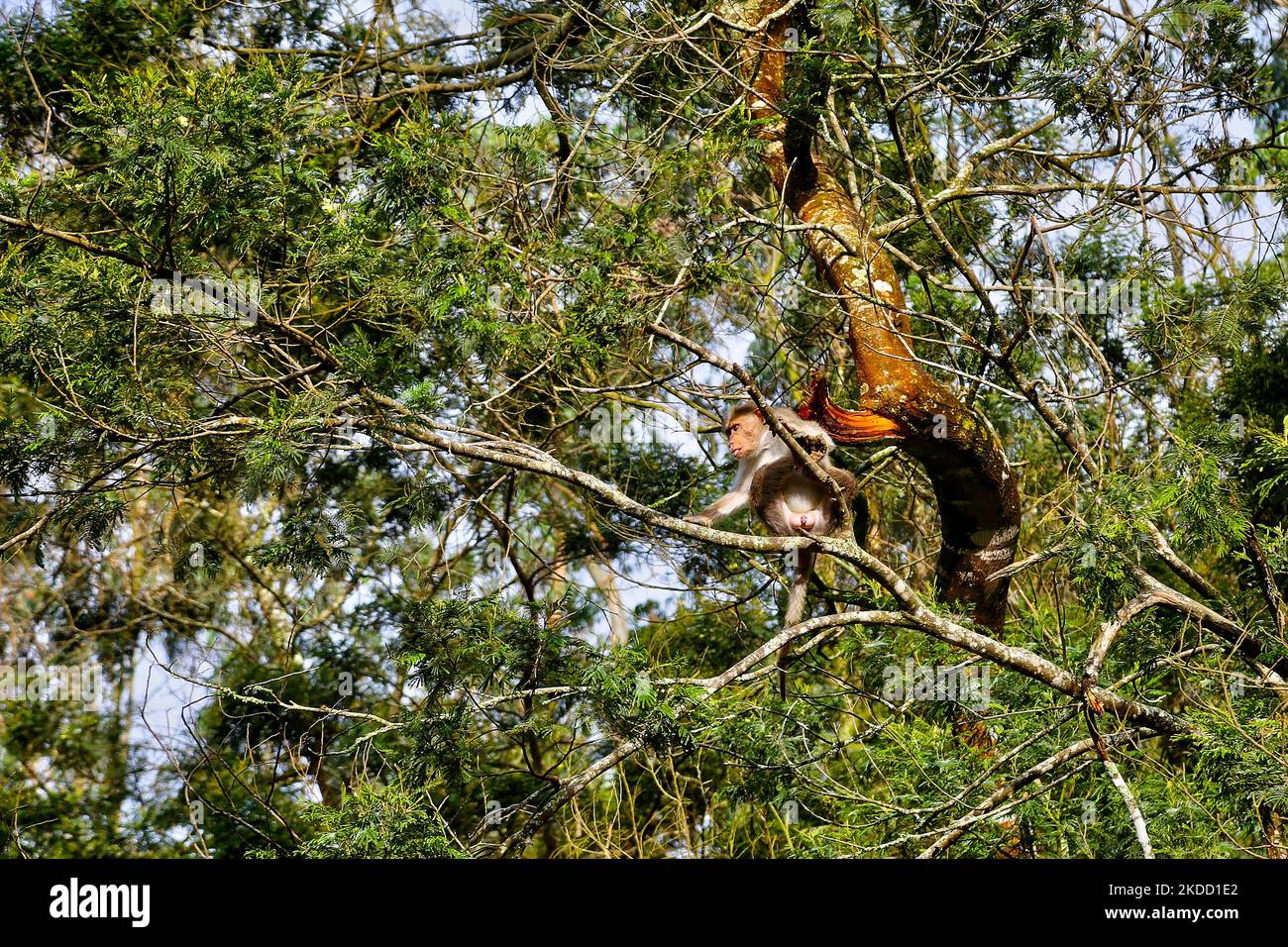 Rhesus monkey (Macaca mulatta) in a tree in the forest leading to the Guna Caves (Devils Kitchen) in Kodaikanal, Tamil Nadu, India, on May 16, 2022. Guna Caves is a series of caves and caverns as well as a sightseeing place which is famous for its 3 Pillar-type Rocks. Devils Kitchen is the original name of this place, but following the Blockbuster Kamal Hassan movie titled Guna (which was filmed in these caves), they are now known as the Guna Caves by Indian tourists. 13 people have died while trying to enter the Caves. (Photo by Creative Touch Imaging Ltd./NurPhoto) Stock Photo