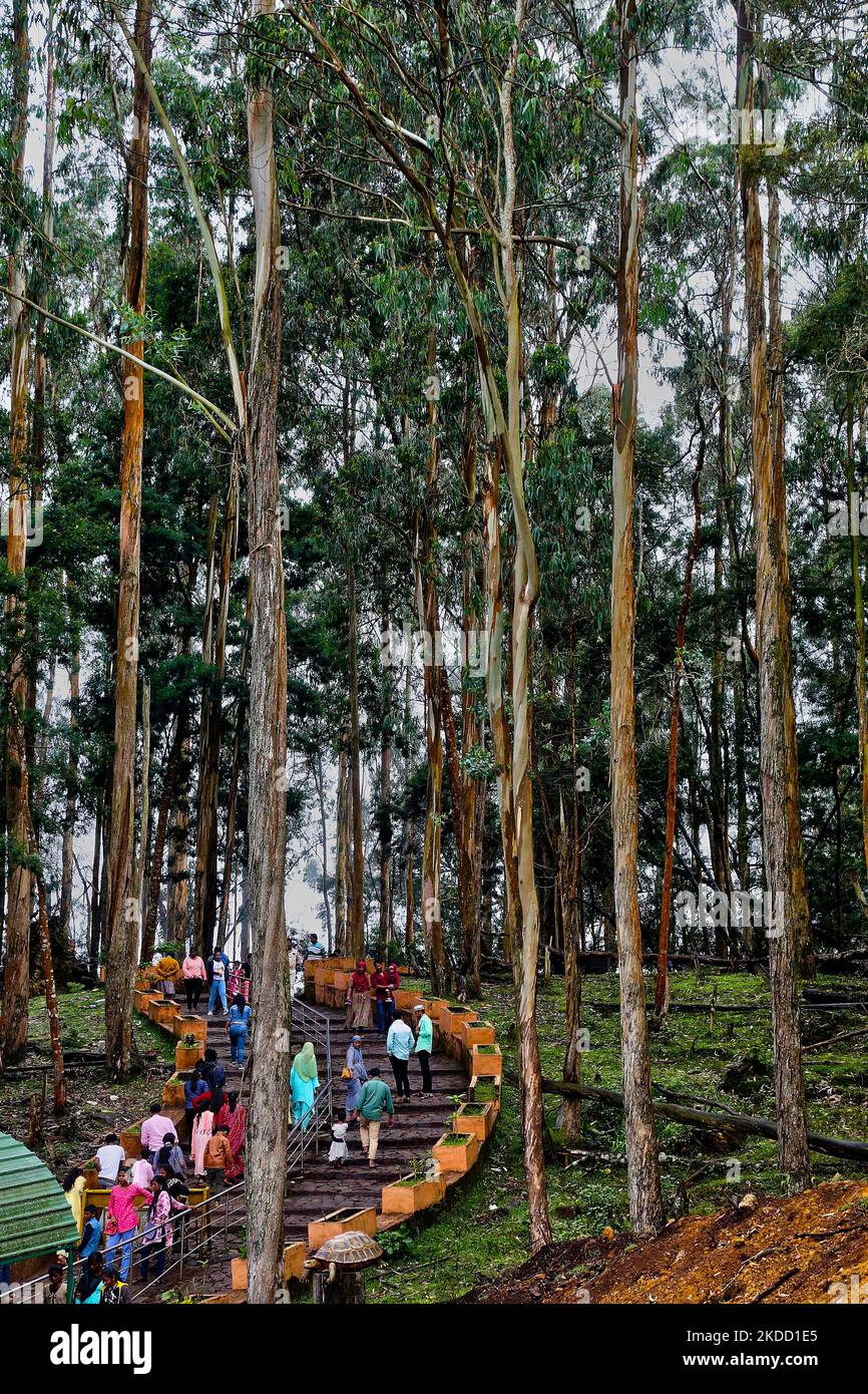 Indian tourists walk through the forest leading to the Guna Caves (Devils Kitchen) in Kodaikanal, Tamil Nadu, India, on May 16, 2022. Guna Caves is a series of caves and caverns as well as a sightseeing place which is famous for its 3 Pillar-type Rocks. Devils Kitchen is the original name of this place, but following the Blockbuster Kamal Hassan movie titled Guna (which was filmed in these caves), they are now known as the Guna Caves by Indian tourists. 13 people have died while trying to enter the Caves. (Photo by Creative Touch Imaging Ltd./NurPhoto) Stock Photo