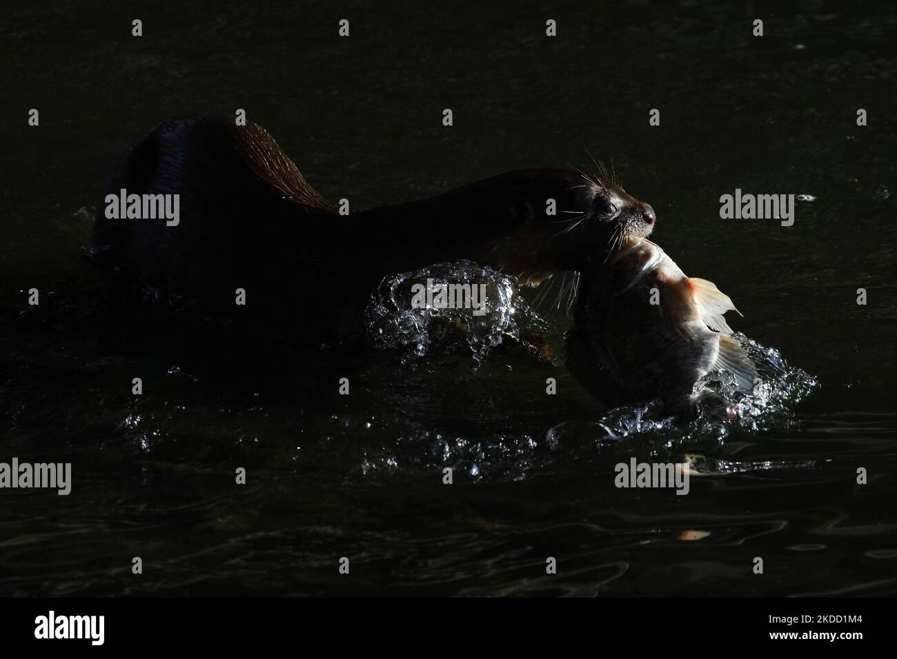 A smooth coated otter catches a fish at the Gardens by the Bay on July 1, 2022 in Singapore. Wild otters are making a comeback to the urban city state with the increasing numbers of the sea animals sparking concerns about overpopulation. (Photo by Suhaimi Abdullah/NurPhoto) Stock Photo