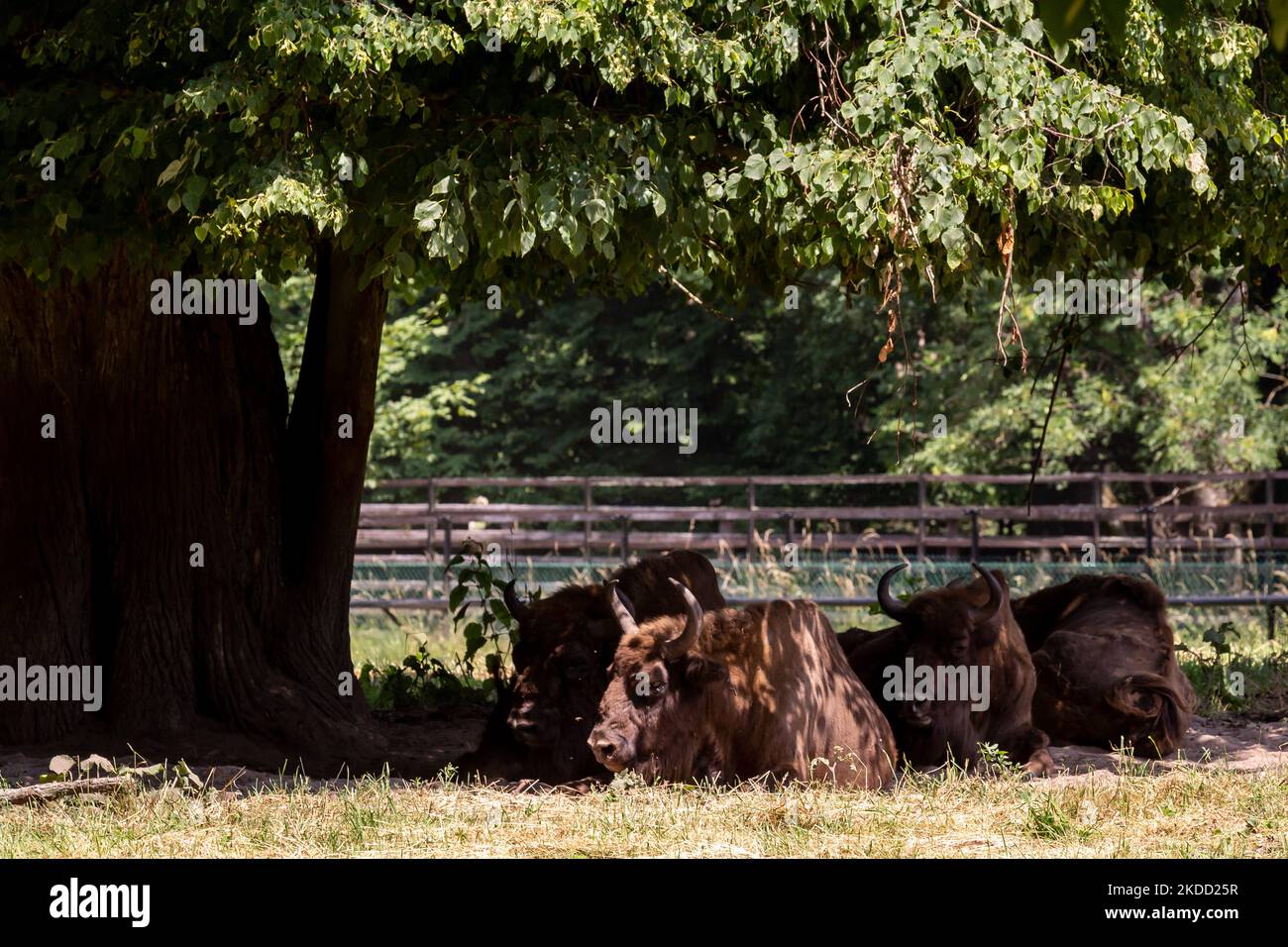 European Bisons, largest European animal, today present only in Bialowieza Forests are seen resting in natural reserve park as Bialowieza National Park is fully open for tourist for the first time since September 2021 when Poland prohibited entering the zone near Belarus border - July 1, 2022 in Bialowieza, Poland. The ban was lifted as Poland build a 186 kilometer long and 5.5 meter high steel barrier with barbed wire on the Polish - Belarus border, which is as well the border of the European Union and NATO. The decision was made after thousands of migrants, mainly from Syria, Iraq and Afghan Stock Photo