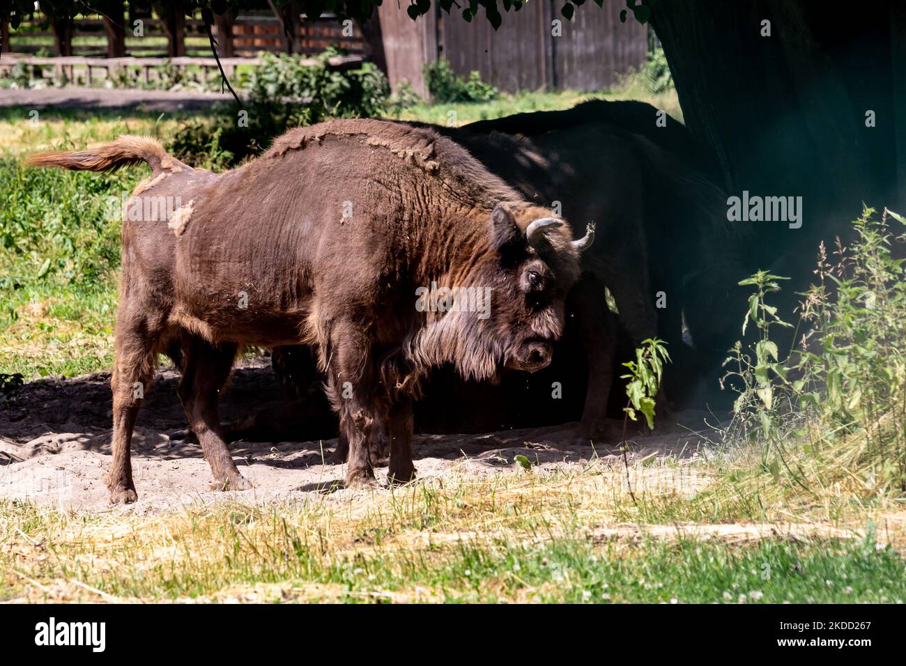 European Bisons, largest European animal, today present only in Bialowieza Forests are seen resting in natural reserve park as Bialowieza National Park is fully open for tourist for the first time since September 2021 when Poland prohibited entering the zone near Belarus border - July 1, 2022 in Bialowieza, Poland. The ban was lifted as Poland build a 186 kilometer long and 5.5 meter high steel barrier with barbed wire on the Polish - Belarus border, which is as well the border of the European Union and NATO. The decision was made after thousands of migrants, mainly from Syria, Iraq and Afghan Stock Photo