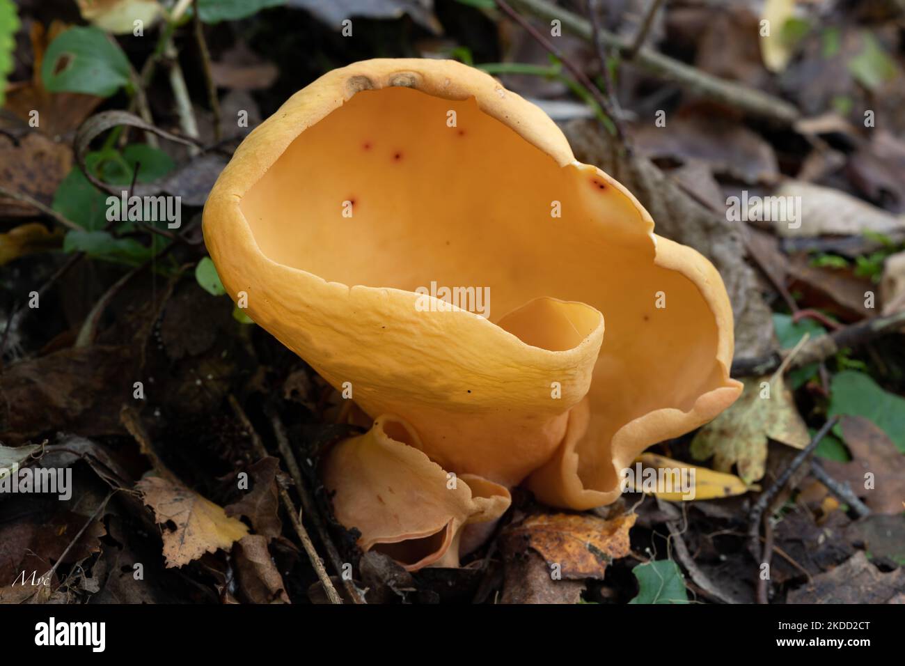 A closeup of an Otidea Onorica (hare's ear) a species of apothecial fungus on soil in deciduous woodland Stock Photo