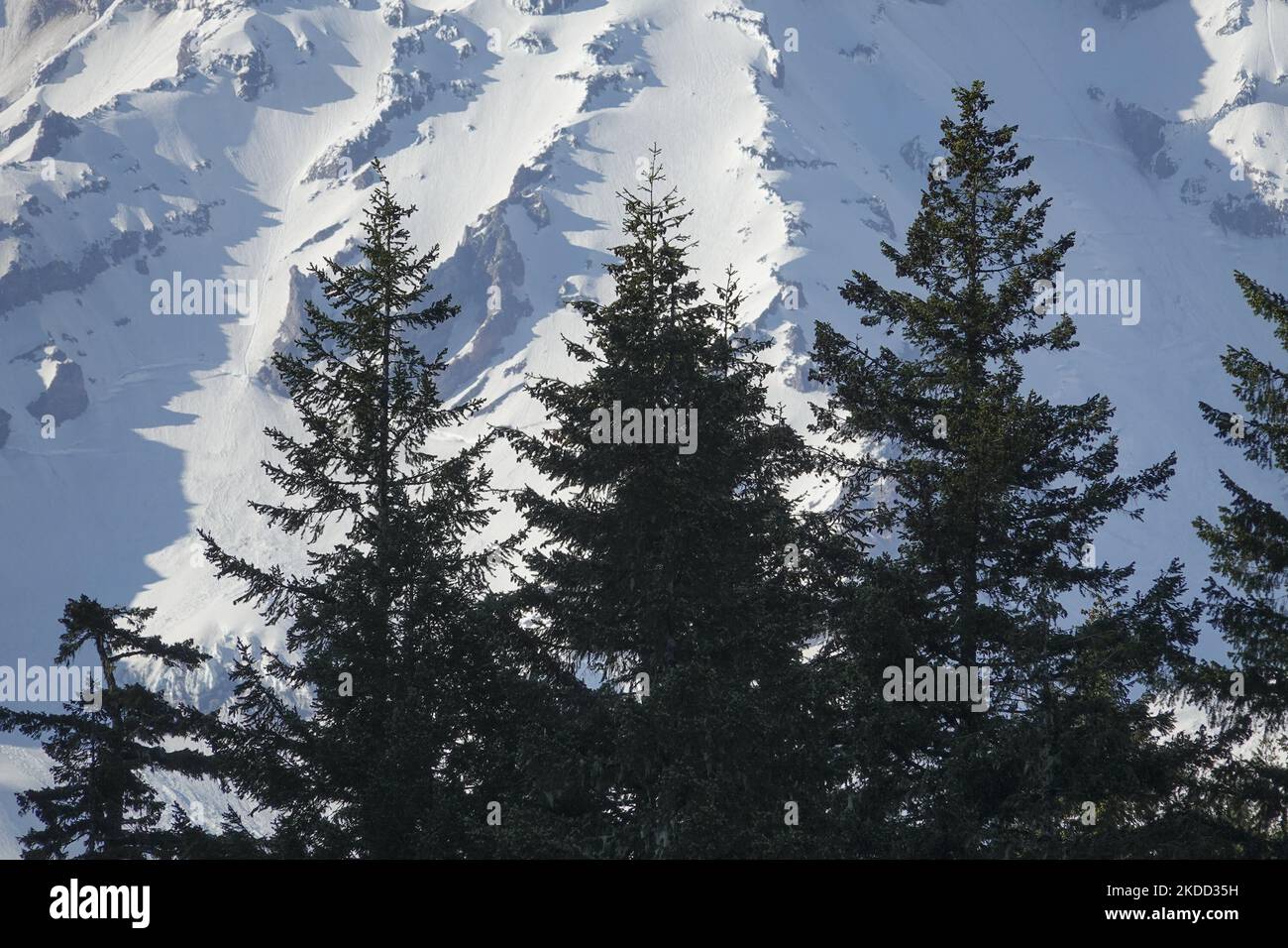 Mount Rainier viewed from the Nisqually Vista Trail in Mt Rainier ...