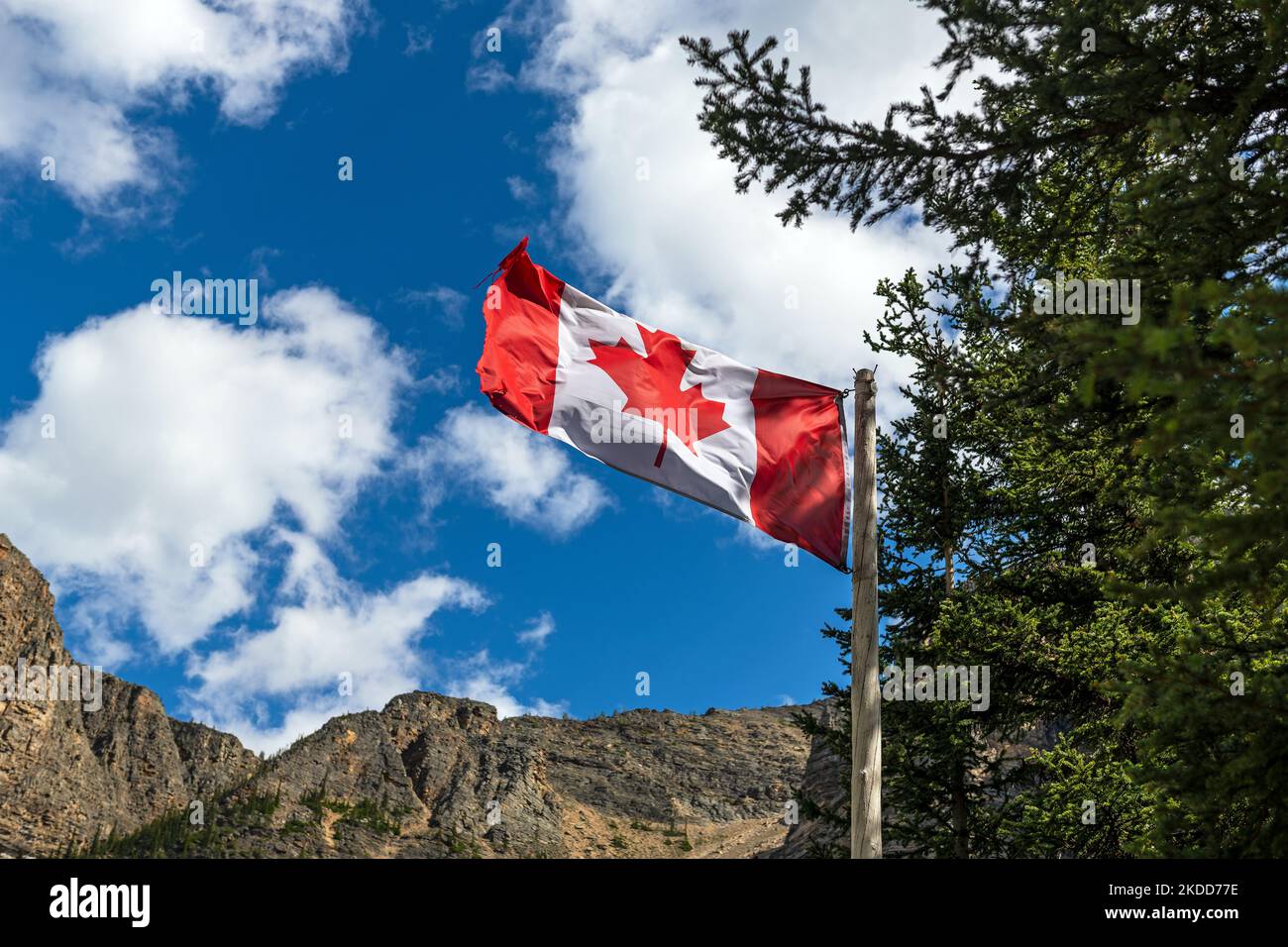 Flag of Canada with pine tree, Banff national park, Alberta, Canada. Stock Photo