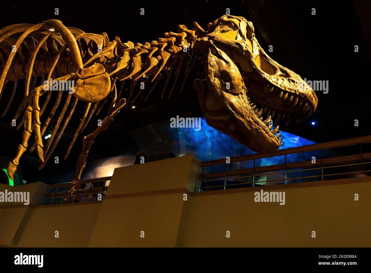 Tyrannosaurus Rex dinosaur Skeleton, Royal Tyrrell Museum, Drumheller, Alberta, Canada. Stock Photo