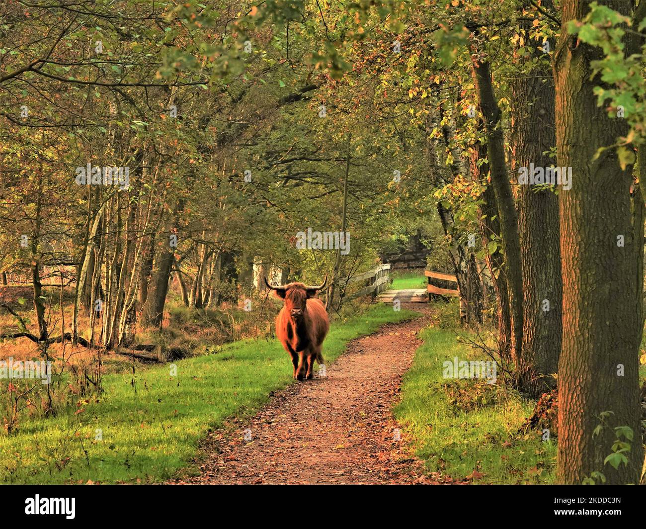 A Highland cattle walking on the park path with grass and trees around ...