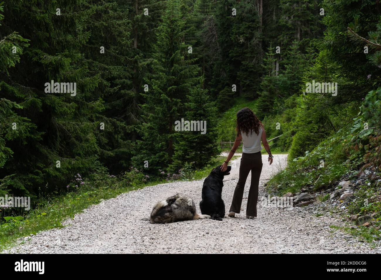 A girl walking with her dogs hi-res stock photography and images - Alamy