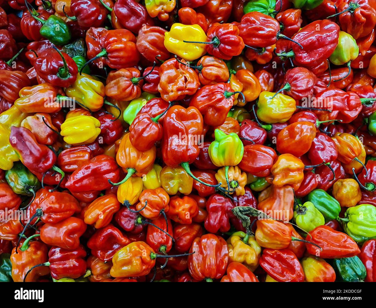 A top view of green and red ripe bell peppers in a market Stock Photo ...