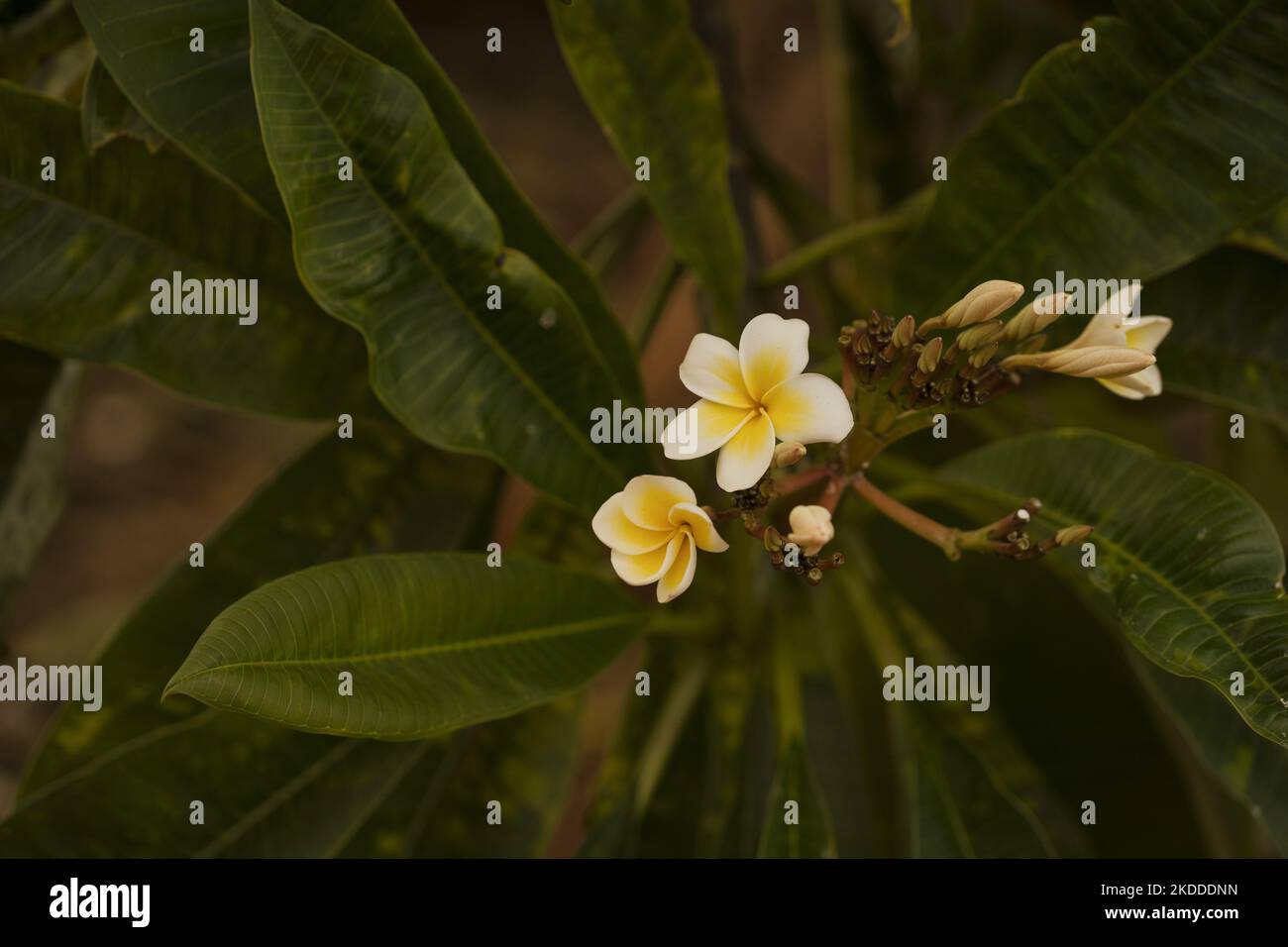A closeup of beautiful white plumeria flowers bloom in the tropical garden among the green leaves Stock Photo