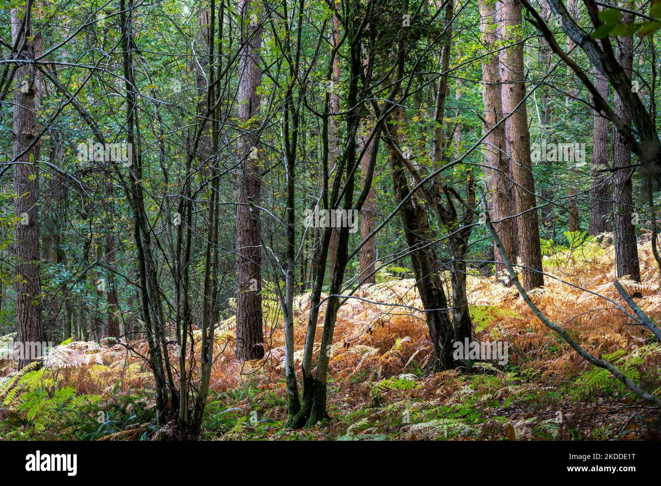 English woodland ferns hi-res stock photography and images - Alamy
