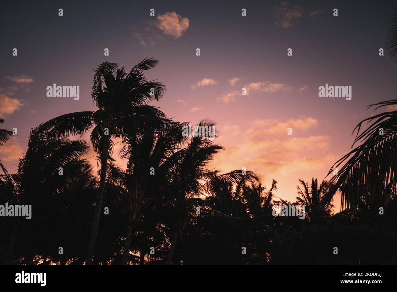 Scenic beach palm trees sunrise hi-res stock photography and images - Alamy