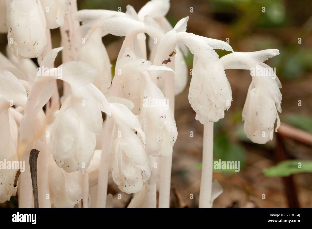 Beautiful bunch of white indian pipes (Monotropa uniflora) against a blurry background. Group of ghost pipes Monotropa uniflora plants in the woods. Stock Photo
