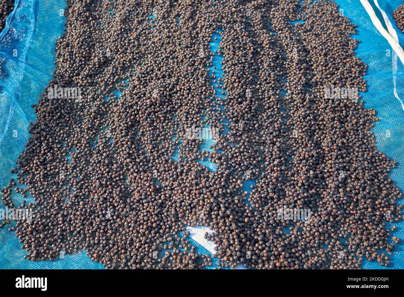 Black pepper farming hires stock photography and images Alamy