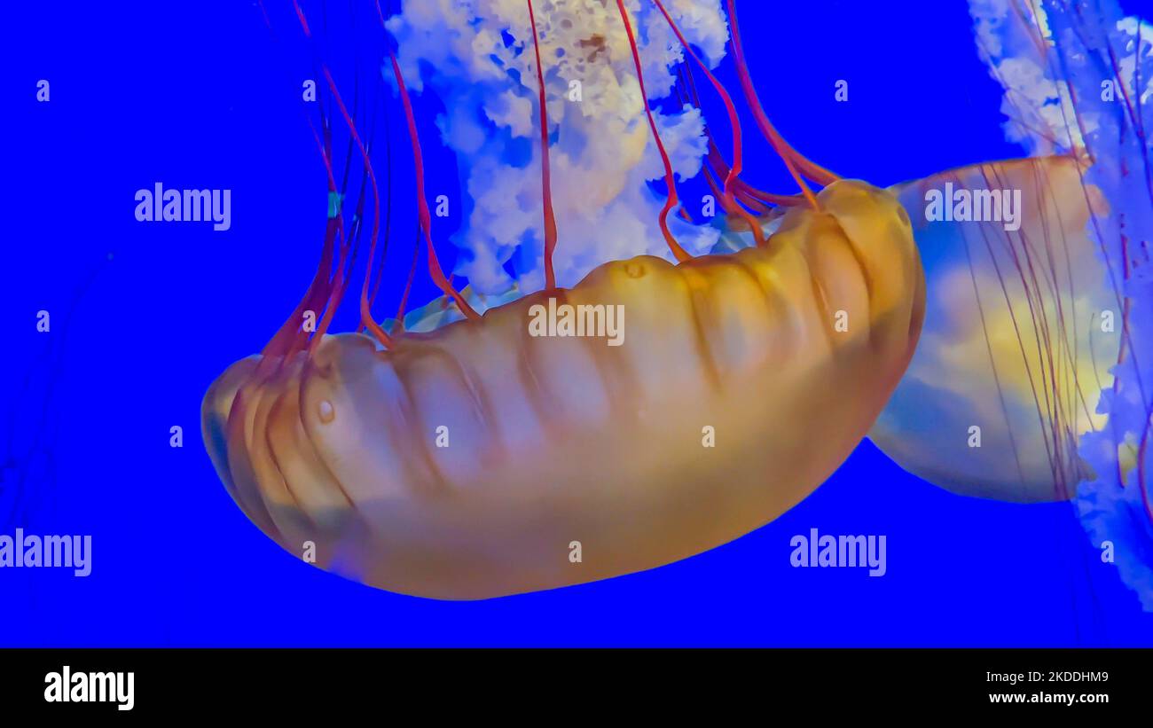Large yellow jellyfish floating upside down in bright glowing blue