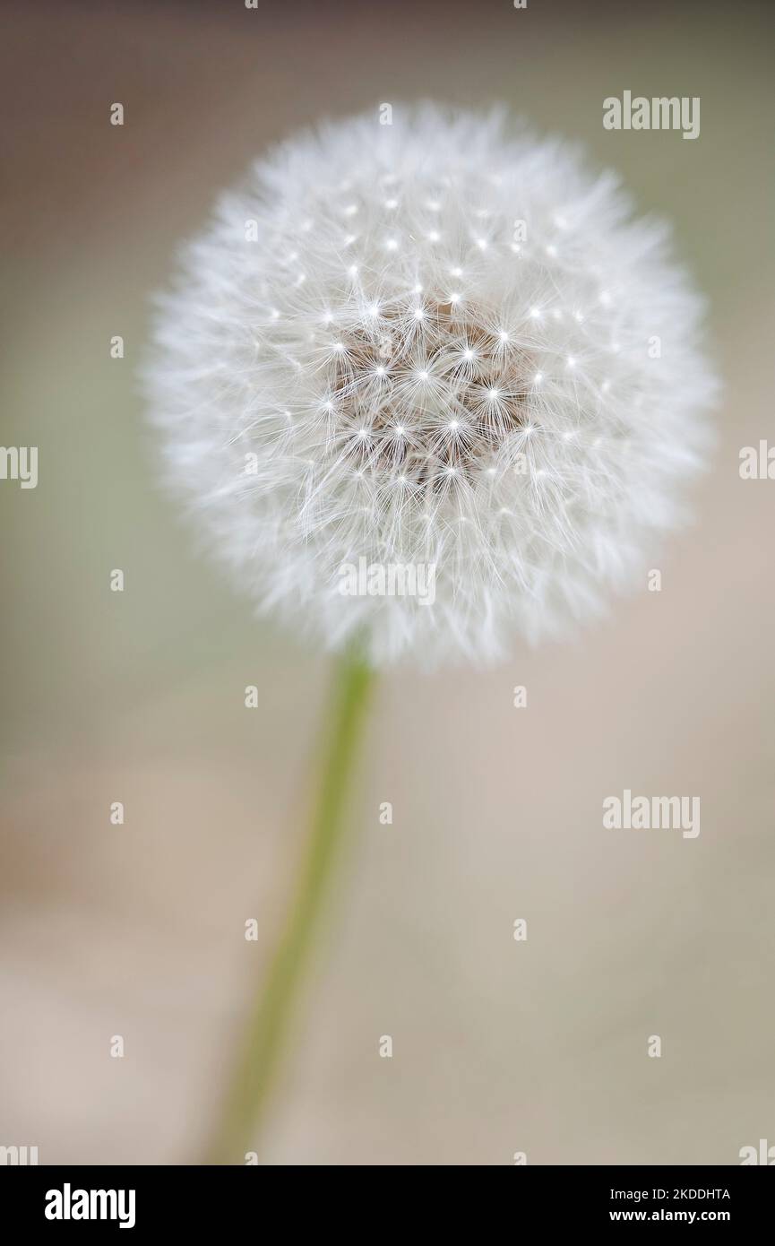Dandelion head full seed isolated against background Stock Photo